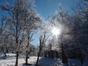 Frohe Weihnachten!