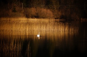 Schwan in der Abendsonne