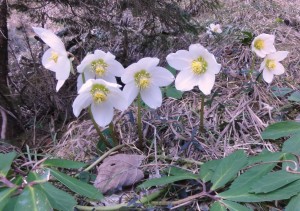 Blumengruß aus dem Lechnergraben