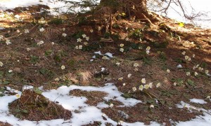 Heuer ist ein richtiges Schneerosenjahr