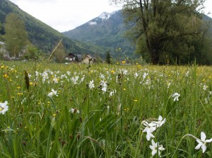 Im Tal blühen die Narzissen - hier: Schaupp-Wiese in Seehof
