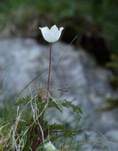 Eine meier Lieblingsblumen - die Alpenanemone