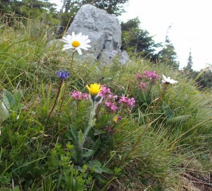 Sommerblumen auf der Scheibe 