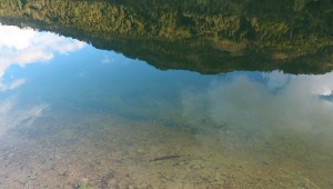 Ein kleiner Hecht bei der Seekurve
