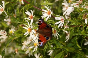 Zum Schluss noch ein schönes Bild aus dem herbstlichen Garten!