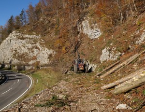 Abschlussarbeiten nach der Schlägerung