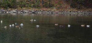 Wasservögel am Mittersee