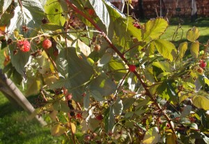 Im Garten gibt es noch immer Himbeeren!