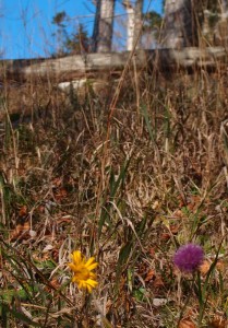 Blumen blühen noch immer