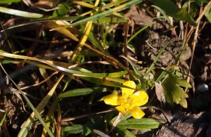 Blume auf der Piste