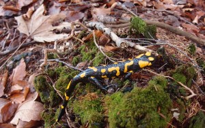 Zu Weihnachten ist mit bei meinen Wanderungen bisher noch nie ein Feuersalamander begegnet