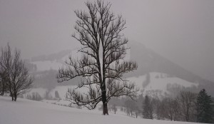 Auf dem Rehberg