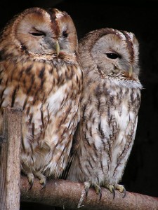 tawny-owl-175969_640