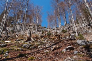 Die kargen, steilen Buchenwälder im Seetal haben einen besonderen Reiz