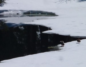 Erste offene Stellen am Obersee