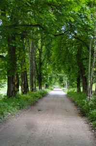 Kastanienallee in die Lend