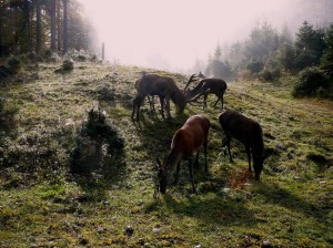 Hirschbrunft - eine besondere Zeit im Jahr!